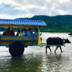 沖縄西表島で水牛車で由布島やマングローブを見に行こう