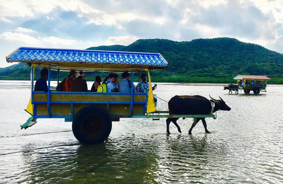 沖縄西表島で水牛車で由布島やマングローブを見に行こう